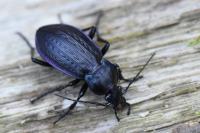 Carabus arvensis