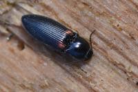 Calambus bipustulatus