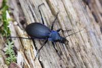 Carabus violaceus