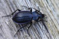 Carabus arvensis