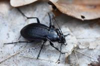 Carabus arvensis