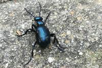 Meloe violaceus