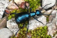 Meloe violaceus