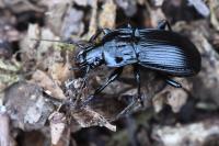 Abax parallelepipedus