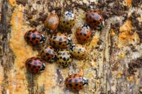 Harmonia axyridis