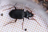 Nebria brevicollis