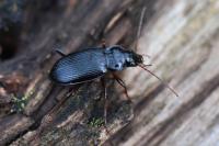 Nebria brevicollis
