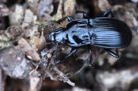 Abax parallelepipedus