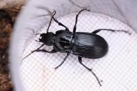 Abax parallelepipedus