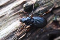 Nebria brevicollis