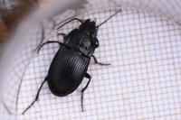 Abax ovalis