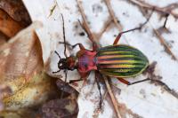 Carabus auronitens