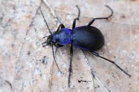 Carabus problematicus