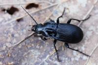 Abax parallelepipedus