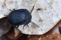 Phosphuga atrata