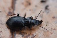 Pterostichus oblongopunctatus