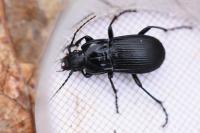 Abax parallelepipedus