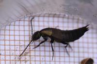 Philonthus