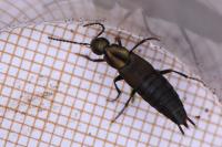Philonthus