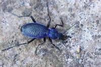 Carabus intricatus