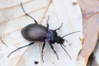 Carabus nemoralis