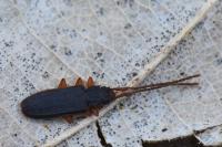 Uleiota planatus