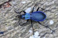 Carabus intricatus