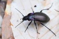 Carabus nemoralis