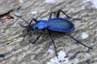 Carabus intricatus