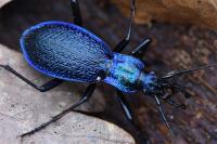 Carabus intricatus