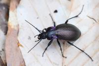 Carabus nemoralis