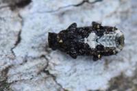 Platyrhinus resinosus