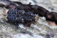 Platyrhinus resinosus