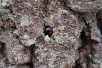 Exochomus quadripustulatus