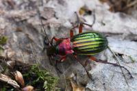 Carabus auronitens