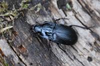 Abax ovalis