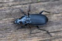 Pterostichus niger