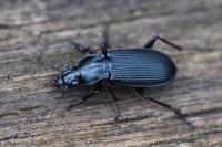 Pterostichus niger