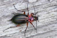 Carabus auronitens