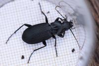 Pterostichus niger