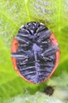 Coccinella septempunctata