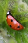 Coccinella septempunctata
