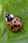 Harmonia axyridis
