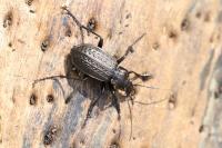 Carabus granulatus