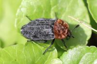 Oiceoptoma thoracicum