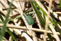 Cicindela campestris