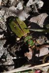 Cicindela campestris