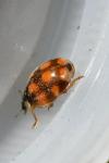 Adalia decempunctata