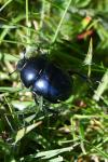 Trypocopris
