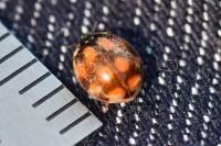 Adalia decempunctata